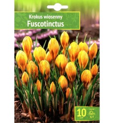 KROKUSI FUSCOTINCTUS