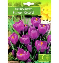 KROKUSI FLOWER RECORD