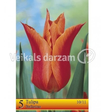 TULPES BALLERINA