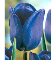 TULPES BLUE AIMABLE