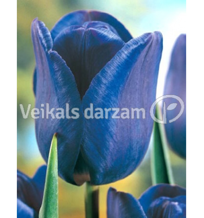 TULPES BLUE AIMABLE