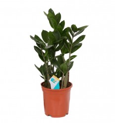 ZĀMIJA (ZAMIOCULCAS) 12Ø 50H