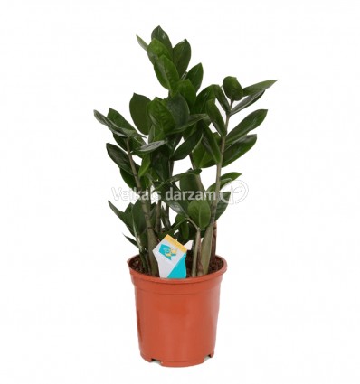 ZĀMIJA (ZAMIOCULCAS) 12Ø 50H