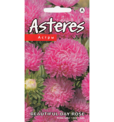 ASTERES BEAUTIFUL DAY ROSE