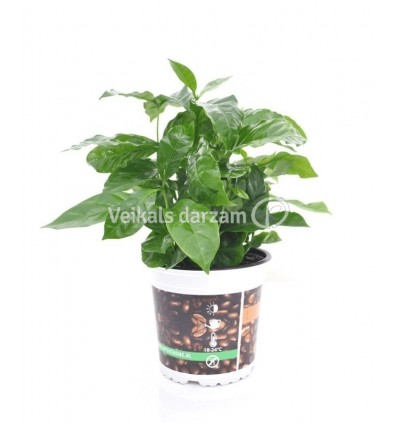 KAFIJKOKS (COFFEA) 12Ø 27H