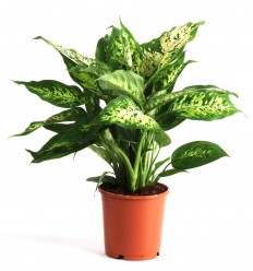 DĪFENBAHIJA (DIEFFENBACHIA) COMP. 12Ø 40H