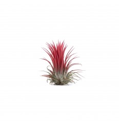 TILANDSIJA (TILLANDSIA LONANTHA) RED 8Ø7H