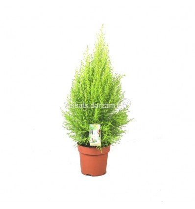 CIPRESE (CUPRESSUS) GOLD.WILMA 11Ø 40H