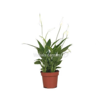 SPATIFĪLA (SPATHIPHYLLUM) TORELLI 12Ø 40H