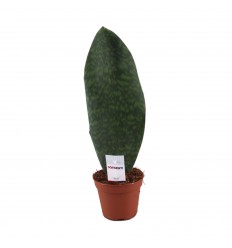 SANSEVJĒRA (SANSEVIERIA) VICTORIA 12Ø 30H