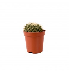 KAKTUSS (CACTUS) 5,5Ø 8H