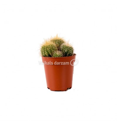 KAKTUSS (CACTUS) 5,5Ø 8H