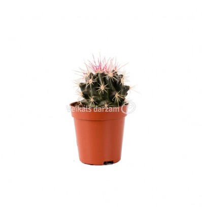 KAKTUSS (CACTUS) 5,5Ø 8H