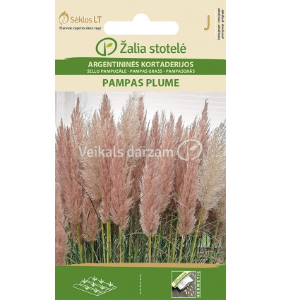 PAMPU ZĀLE PAMPAS PLUME PINK