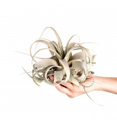 TILANDSIJA (TILLANDSIA) XEROGRAPHICA 12,5Ø 12H