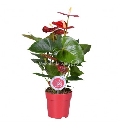 ANTŪRIJAS (ANTHURIUM) MIX 12Ø 30H