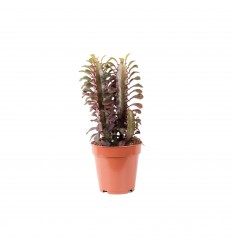 KARPĀTE (EUPHORBIA TRIG.) RUBRA 12Ø25H