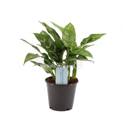 AGLAONEMA MARIA 12Ø30H