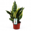 SANSEVJĒRA (SANSEVIERIA) SUPERBA 12Ø40H