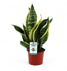 SANSEVJĒRA (SANSEVIERIA) SUPERBA 12Ø40H