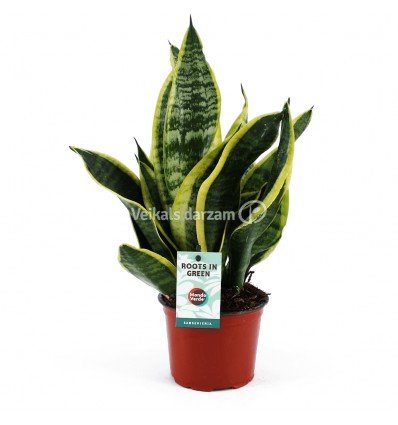 SANSEVJĒRA (SANSEVIERIA) SUPERBA 12Ø40H