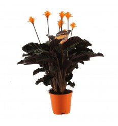 KALATEJA (CALATHEA) CROCATA 14Ø 50H