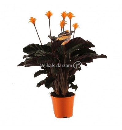 KALATEJA (CALATHEA) CROCATA 14Ø 50H