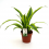 DRACĒNA (DRACAENA) LEMON LIME 12Ø 25H