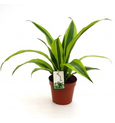 DRACĒNA (DRACAENA) LEMON LIME 12Ø 25H