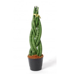 SANSEVJĒRA (SANSEVIERIA) TWIST 14Ø 50H