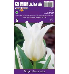 TULPES BALLADE WHITE