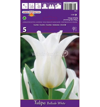 TULPES BALLADE WHITE