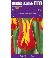 TULPES FIRE WINGS