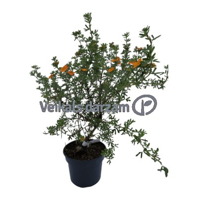 SIDRABKRŪMS TANGERINE POTENTILLA FRUTICOSA