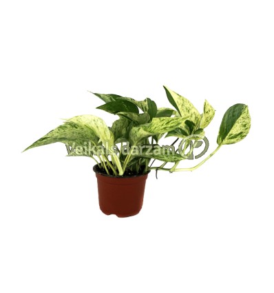 ZELTA SCINDAPSIS MARBLE QUEEN 12Ø 15H