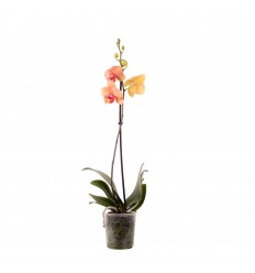 FALENOPSIS (PHALAENOPSIS) 12Ø 45-60H MARGO