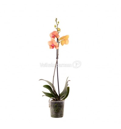 FALENOPSIS (PHALAENOPSIS) 12Ø 45-60H MARGO