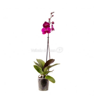 FALENOPSIS (PHALAENOPSIS) 12Ø 45-60H MARGO