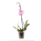 FALENOPSIS (PHALAENOPSIS) 12Ø 45-60H MARGO