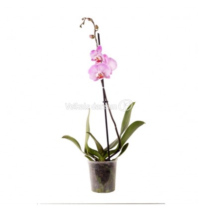 FALENOPSIS (PHALAENOPSIS) 12Ø 45-60H MARGO