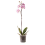 FALENOPSIS (PHALAENOPSIS) 12Ø 45-60H MARGO