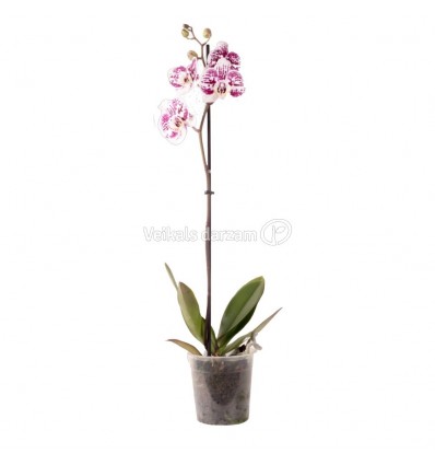 FALENOPSIS (PHALAENOPSIS) 12Ø 45-60H MARGO