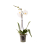 FALENOPSIS (PHALAENOPSIS) 12Ø 45-60H MARGO