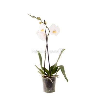 FALENOPSIS (PHALAENOPSIS) 12Ø 45-60H MARGO