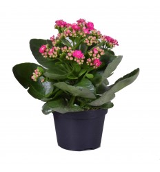 KALANHOJA (KALANCHOE) MIX 10,5Ø 24H DZELTENĀ