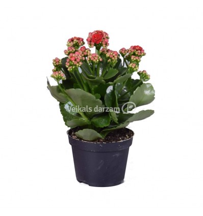 KALANHOJA (KALANCHOE) MIX 10,5Ø 24H DZELTENĀ