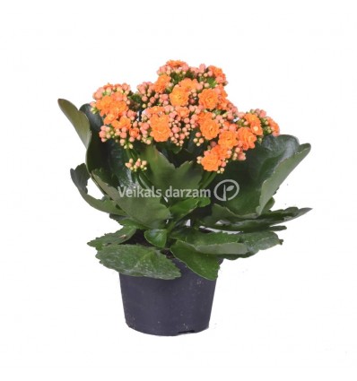 KALANHOJA (KALANCHOE) MIX 10,5Ø 24H DZELTENĀ