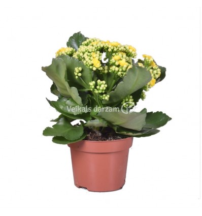 KALANHOJA (KALANCHOE) MIX 10,5Ø 24H DZELTENĀ