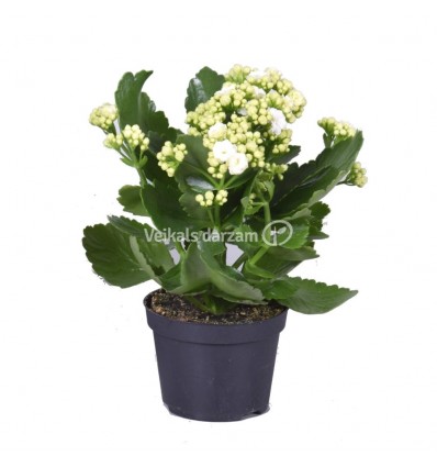 KALANHOJA (KALANCHOE) MIX 10,5Ø 24H DZELTENĀ