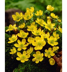 ERANTES ERANTHIS CILICICA